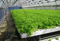 상추 재배 방법