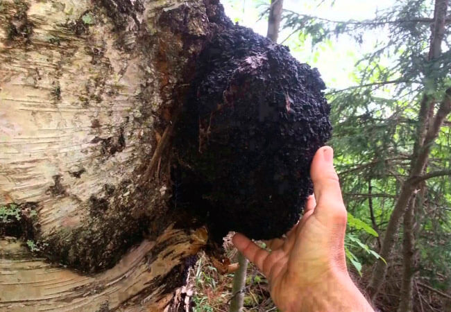 자작나무 버섯 차가