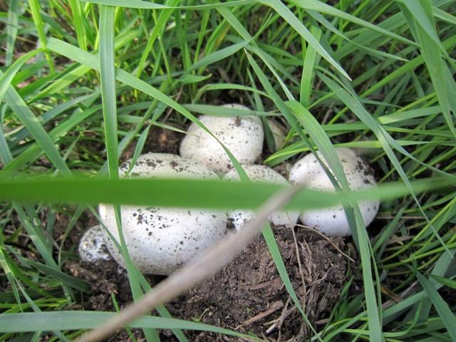 샴피뇽의 분포 지역