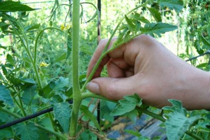 토마토에서 잎을 따다