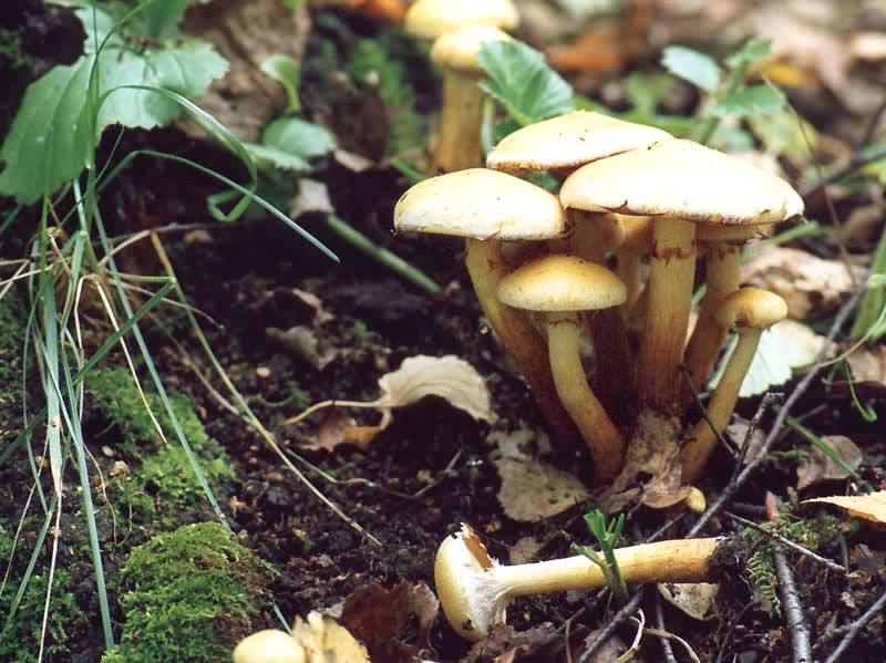 거짓꿀버섯 황황색