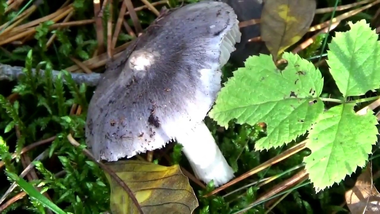 거짓 회색 로완