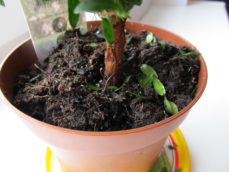 머틀의 올바른 관리