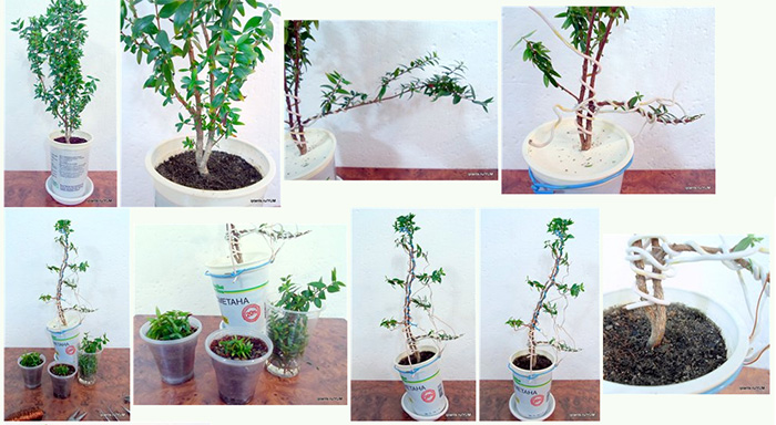 머틀나무의 형성