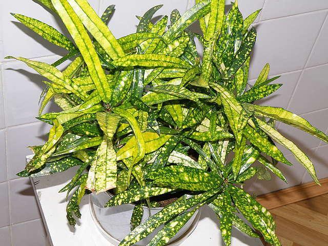 코데움 써니 스타