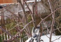 벚꽃나무 가지치기 방법