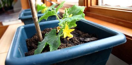 겨울 창틀 위의 오이