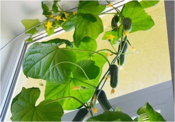 겨울 창틀 위의 오이