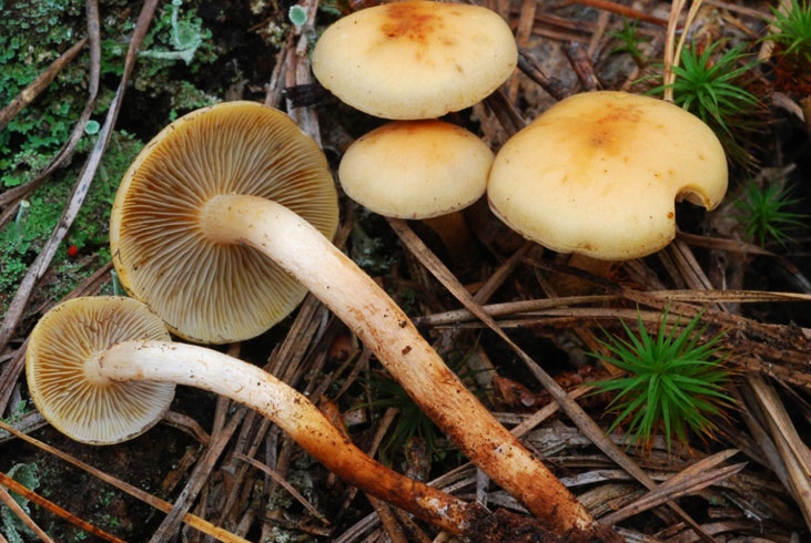 캡 안쪽 부분의 색상