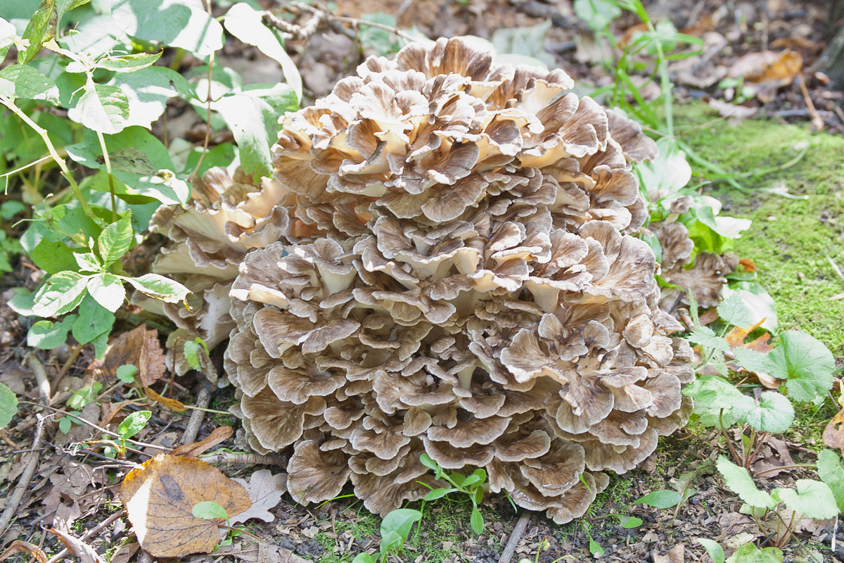 그리폴라 크리스파