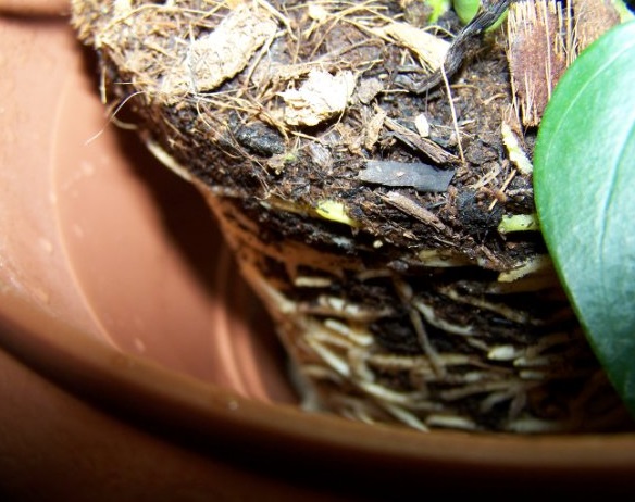 새로운 화분에 안스리움 이식하기