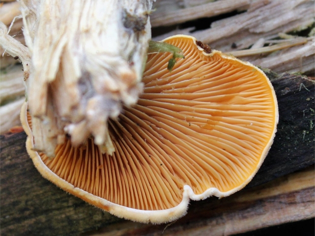 주황색 느타리버섯