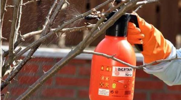 겨울을 대비해 과일나무 준비하기