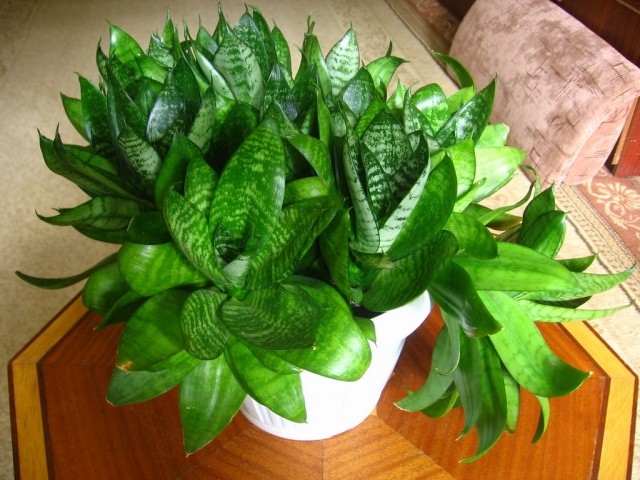 산세비에라 한니