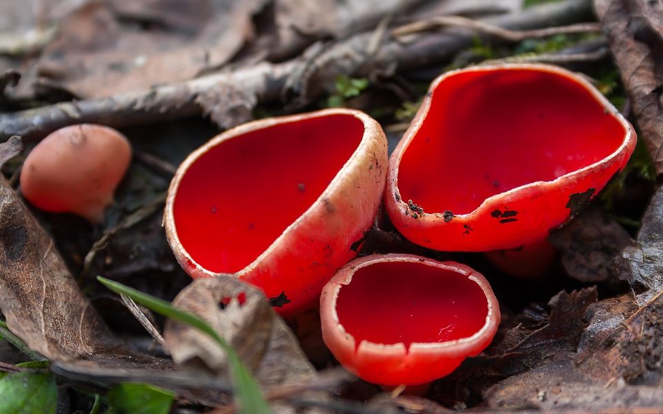 사르코스키파 아우스트리아카