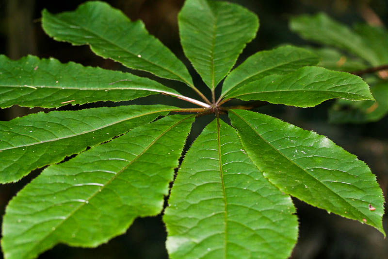 셰플레라 팔마타