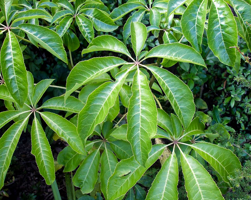 셰플레라 팔마타