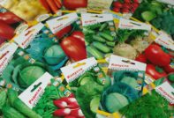 온라인 매장의 씨앗