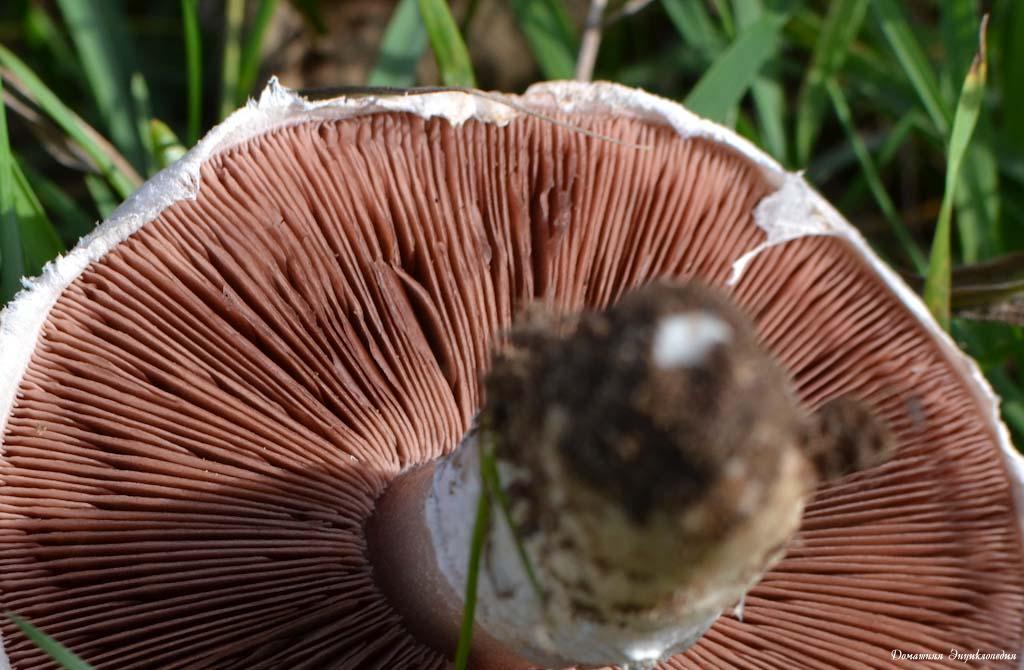 샴피뇽 슬라이스