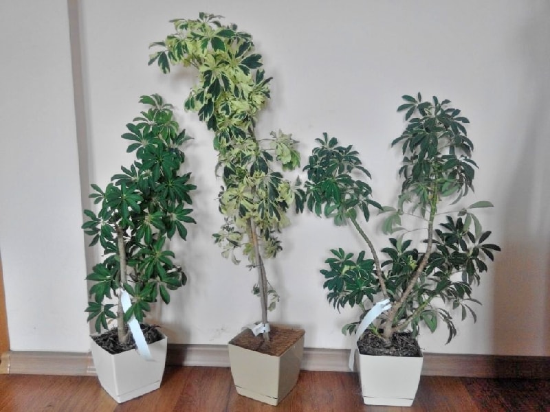 셰플레라 가지치기