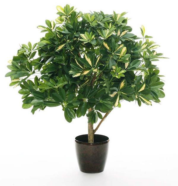 셰플레라 아르보레센스