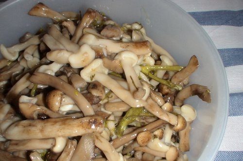 소금에 절인 꿀버섯