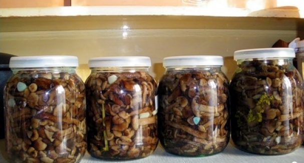 소금에 절인 꿀버섯