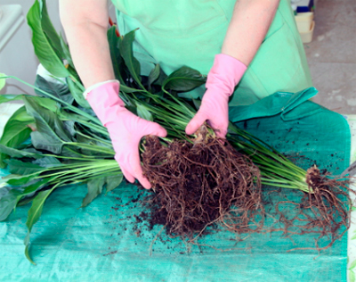 덤불 나누기로 번식