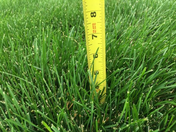 잔디 높이