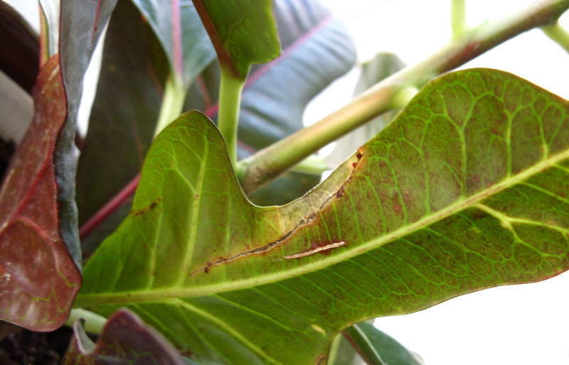 코디에움의 질병