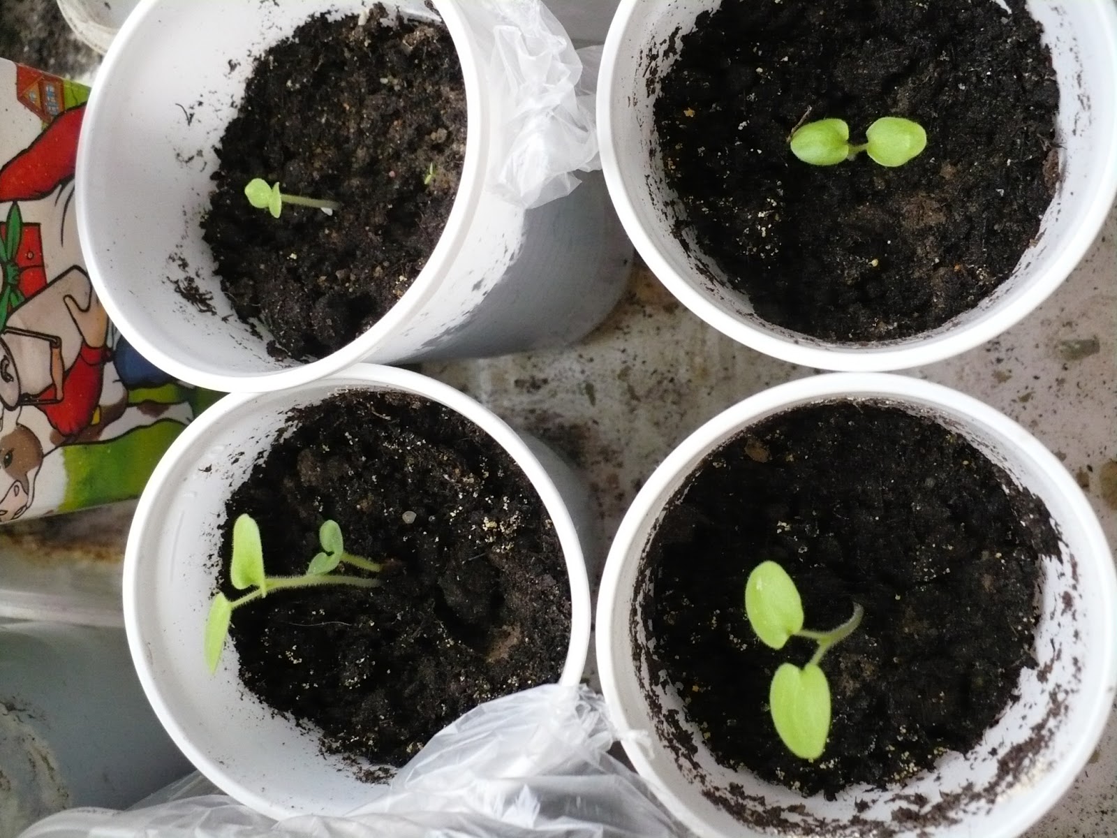 유카 씨앗 번식