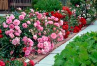 겨울 동안 장미를 덮다