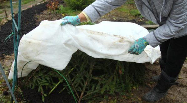 겨울 동안 장미를 덮다