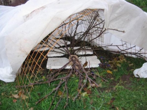 겨울 동안 장미를 덮다