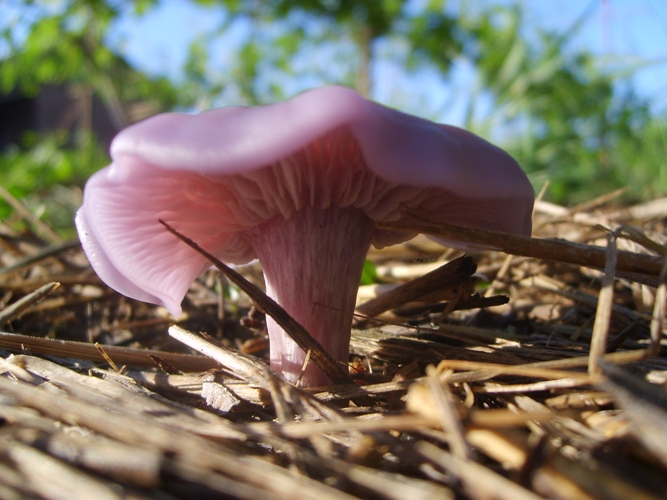 보라색 다리의 로완