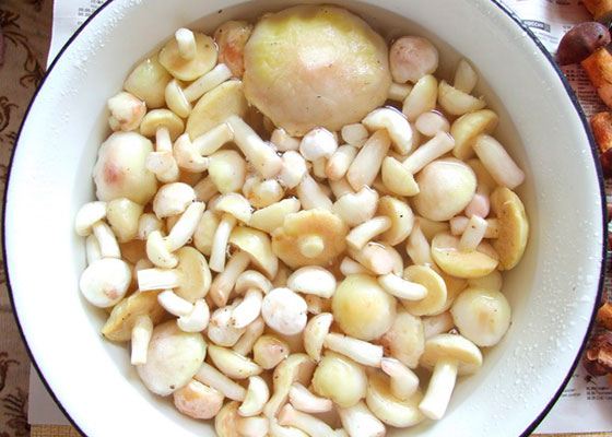 껍질을 벗긴 버터버섯