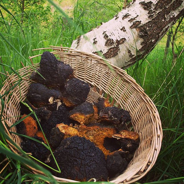 질병 치료를 위한 버섯의 활용