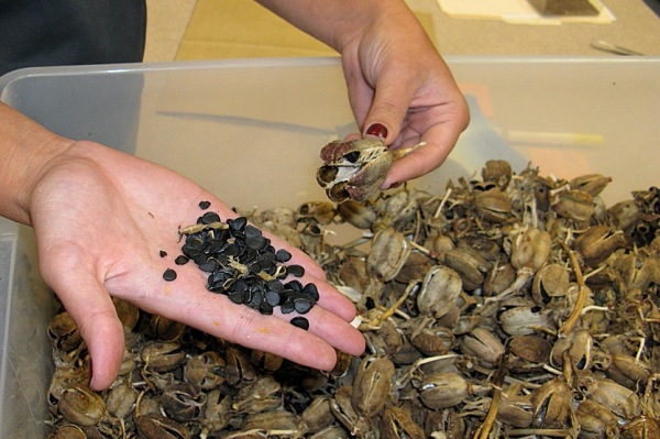 심기 위한 유카 씨앗