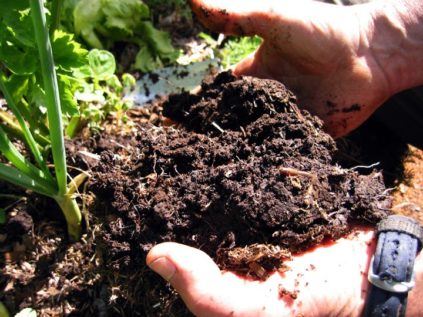 봄에 심기 전 가을에 토양을 개량하세요