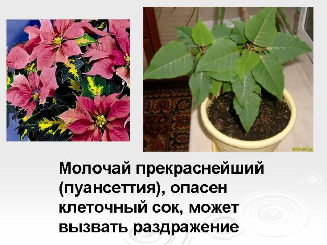 포인세티아의 위험성