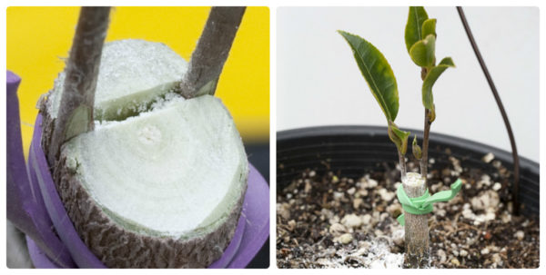 접목에 의한 번식