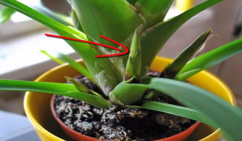 구즈마니아 질병