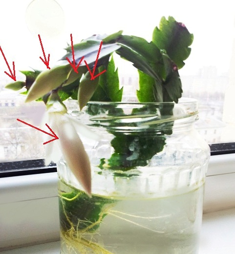 물속에서의 절단물의 발아