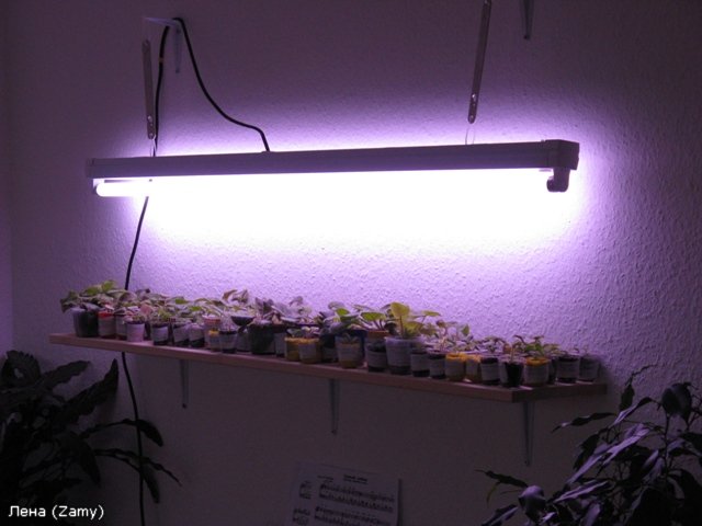 형광등 재배 램프