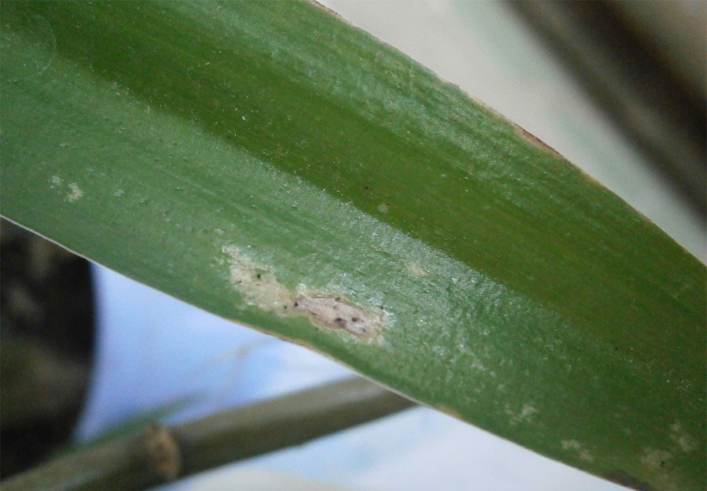 꽃에 있는 蟲蟲