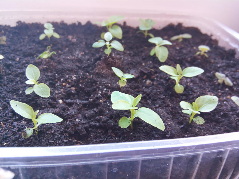 씨앗에서 나온 무화과나무