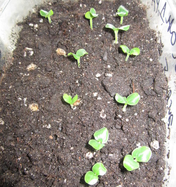 씨앗으로 만든 크로산드라