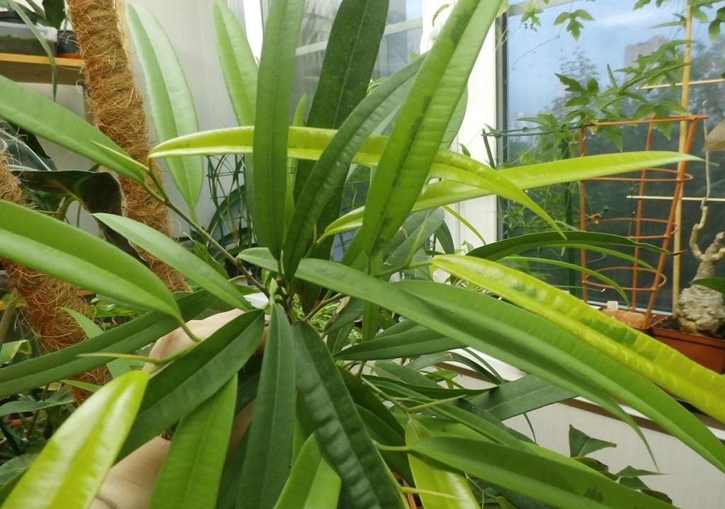 무화과나무 비넨디카