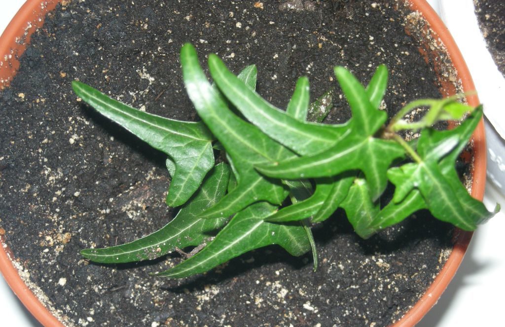 담쟁이덩굴을 위한 토양