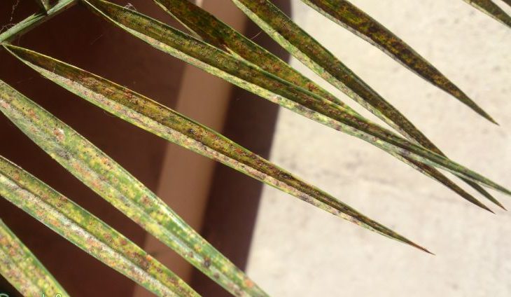 대추야자 위의 깍지벌레